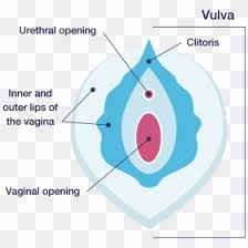 Vulvar disease