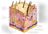 Cancer-merkel cell carcinoma