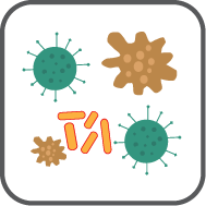 Bacillus coli virus RF