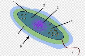 Bacterial capsules RF