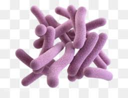 Bacteroides fragilis RF