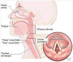 Cancer carcinoma larynx RF