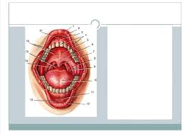 Cancrum oris RF