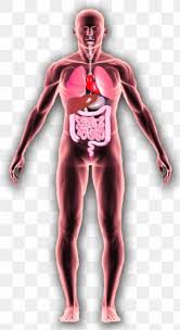 Canine parvovirus RF