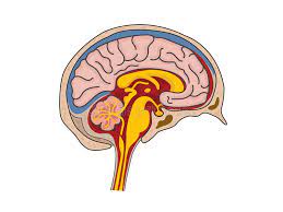 Cerebrospinal troubles RF