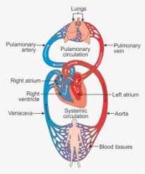 Circulations disturbances RF