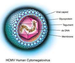 Cytomegalovirus RF