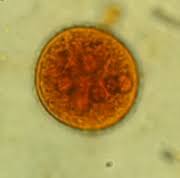 Entamoeba coli RF