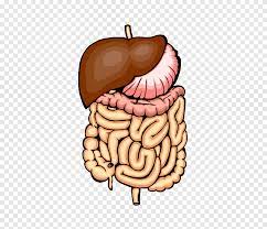 Enterohepatitis RF