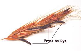 Ergot RF