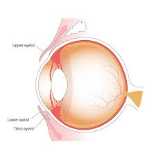 Eye disorders RF