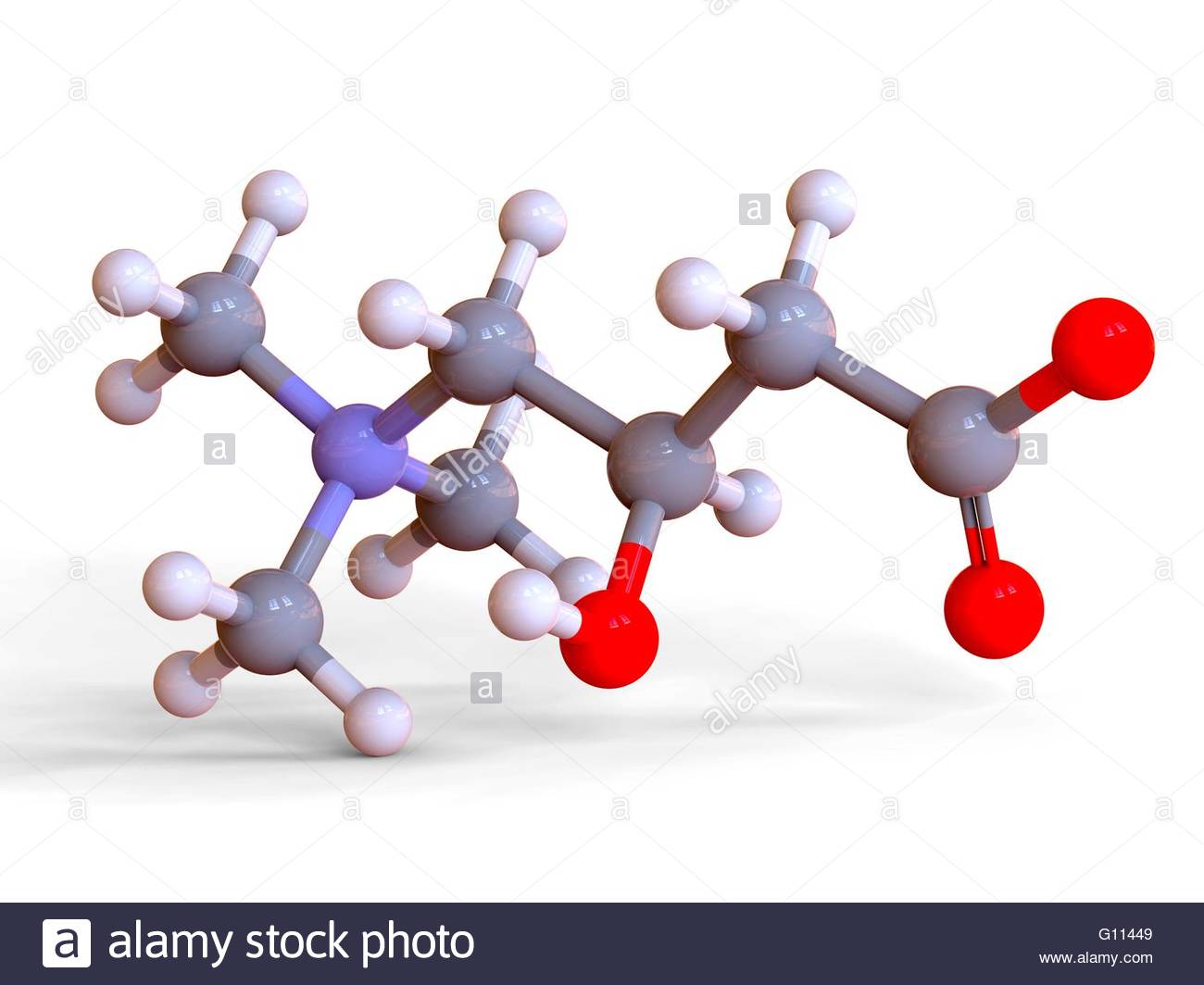 Carnitine Disorders