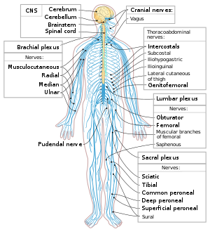 Central nervous system diseases