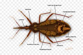 Chagas disease