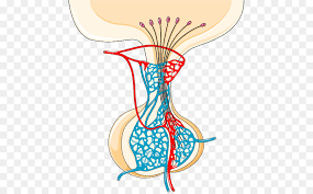 Empty sella syndrome