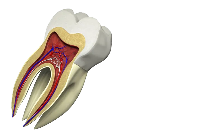 Endodontics