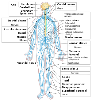 Fibromyalgia