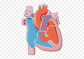 Heart Defects Congenital