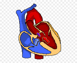 Heart septal defects