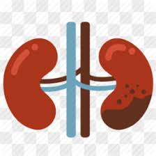 kidney calculi