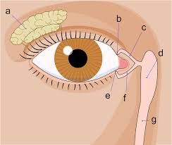 Lacrimal duct obstruction