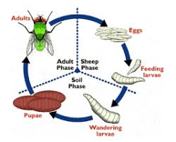 Myiasis