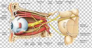 Oculomotor nerve disease