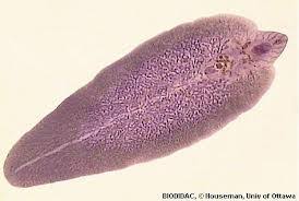 Parasite flukes pancreatic