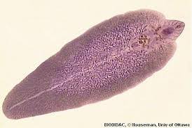 Parasites flatworms