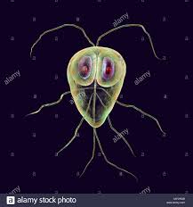 Parasites giardia lamblia