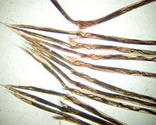 Parasites haemonchus contortus