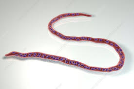 Parasites tapeworm echinococcinum