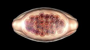 Parasites trichuris