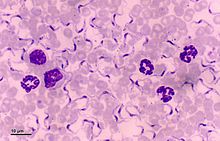 Parasites trypanosoma equiperdum