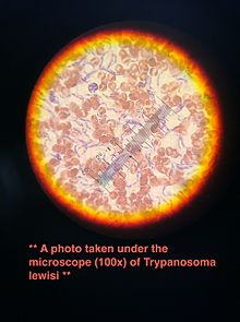 Parasites trypanosoma lewisi