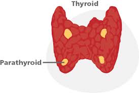 Parathyroid diseases