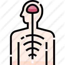 Polyneuropathies