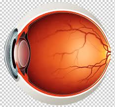 Retinal disease