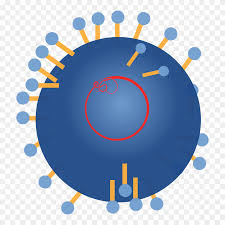 RNA virus infections