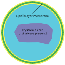 Peroxisomal disorder