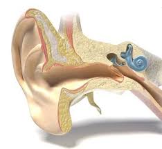 Ectodermal dysplasia