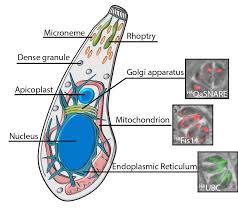 Toxoplasmosis