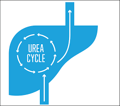 Urea cycle disorders